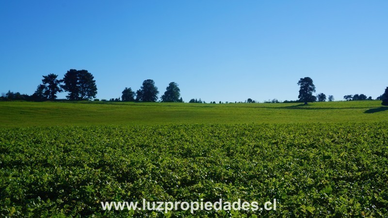 Línea Nueva, Parcelación Los Laureles del Maullín - Luz Propiedades